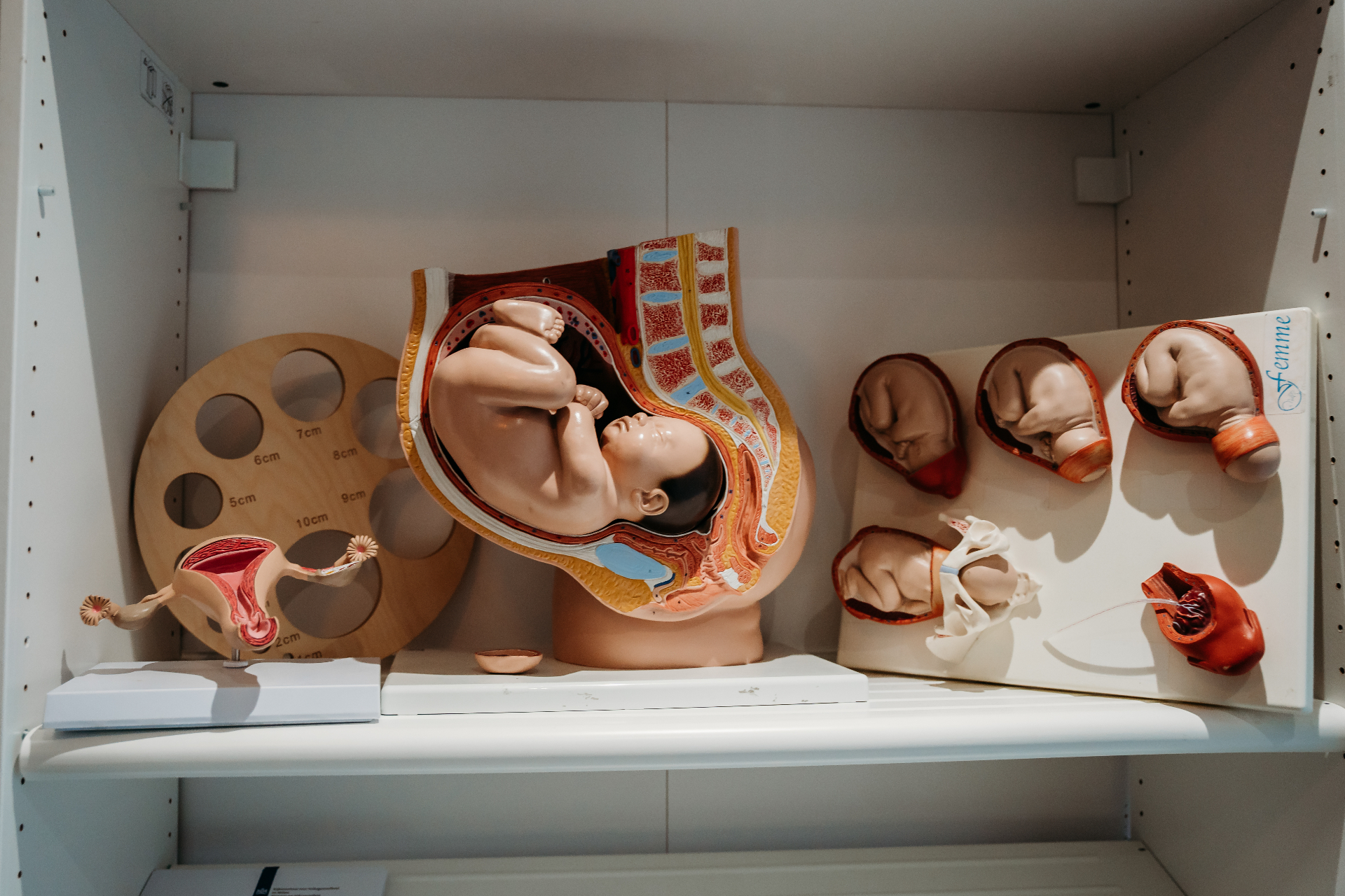 Anatomische modellen in praktijk Femme